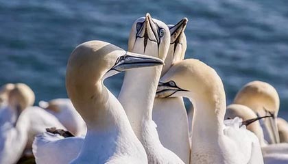 开云体育网站-巴特尔晒与中国男篮96黄金一代散步视频,胡卫东巩晓彬等人出镜