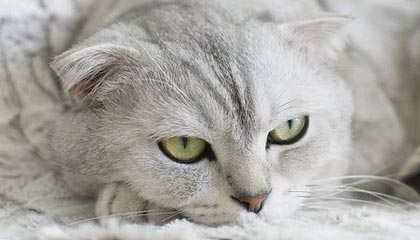 米切尔45分班凯罗37+10 骑士主场轻取魔术