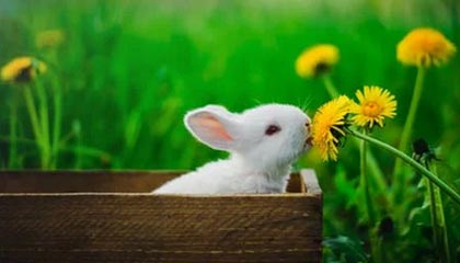 米切尔45分班凯罗37+10 骑士主场轻取魔术